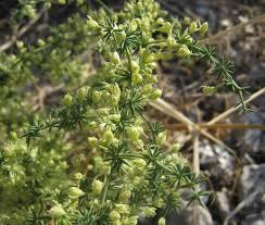 asparagus 2.jpg