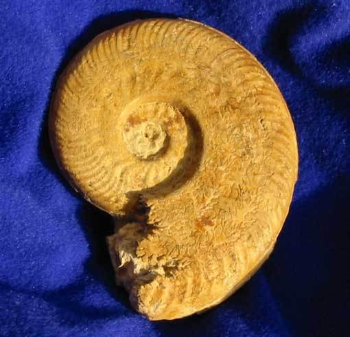 harpoceras 3.jpg