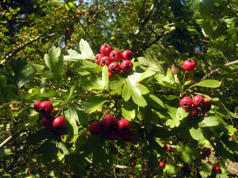 Crataegus%20monogyna%20Jacq.jpg