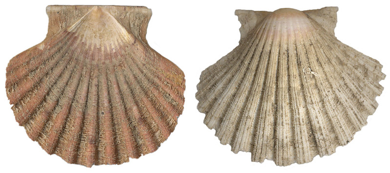 pecten2.jpg