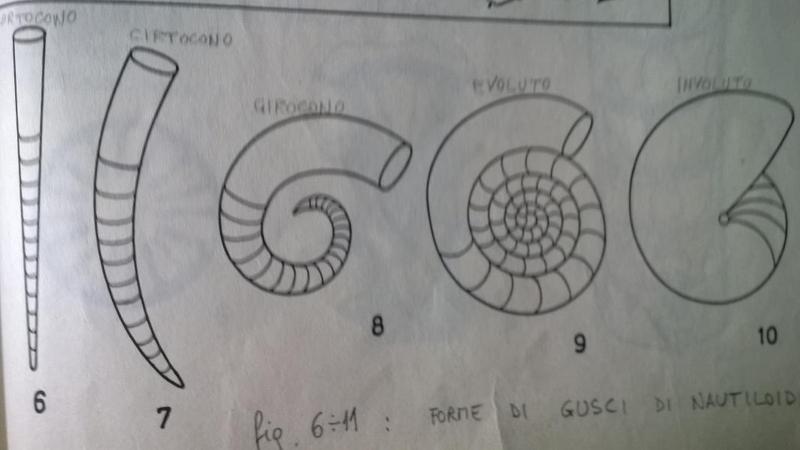 Dactylioceras_5.jpg