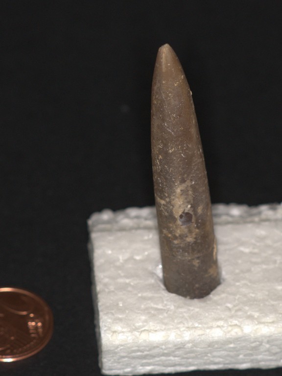 Belemnite_1.jpg