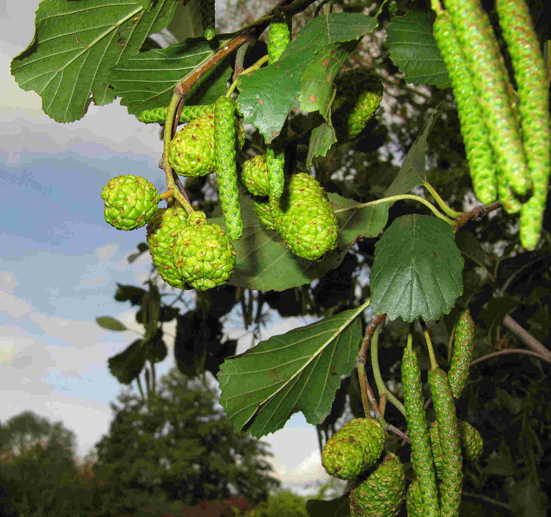 Alnus_glutinosa_1.jpg