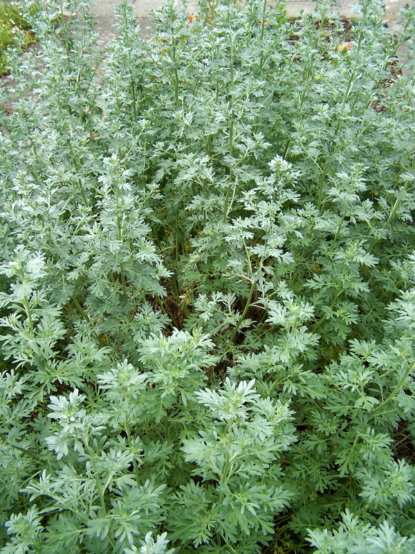 Artemisia_absinthium_2.jpg