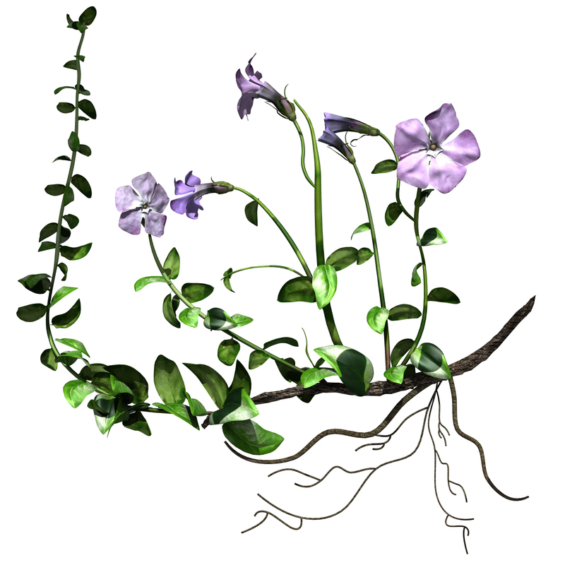 Vinca_minor_3.jpg