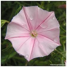Convolvulus_cantabrica_1.jpg