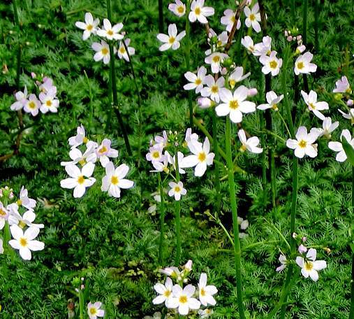water_violet_pianta.jpg