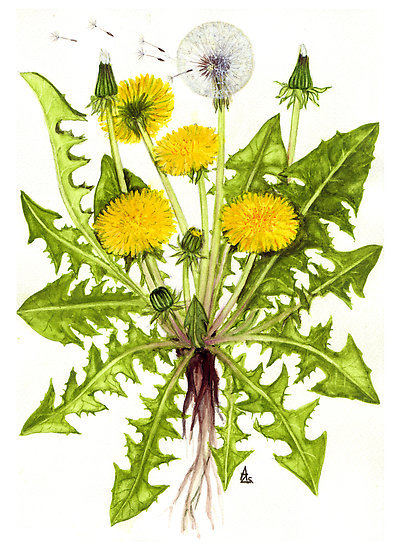 immag.taraxacum_officinale1.jpg