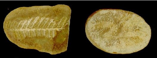 siderite_c.jpg
