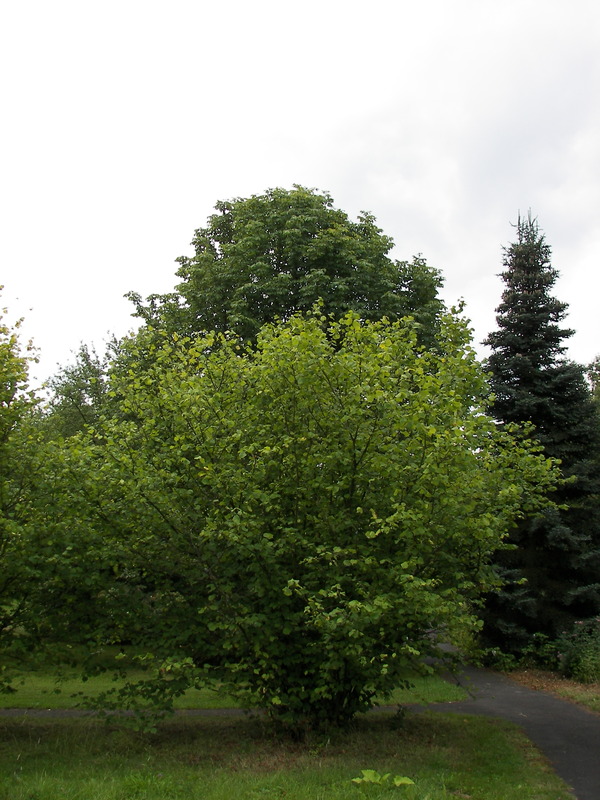 Corylus_avellana_1.jpg