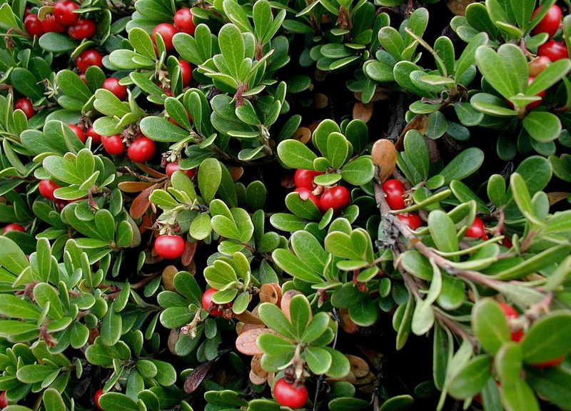 Arctostaphylos_uva-ursi_2.jpg