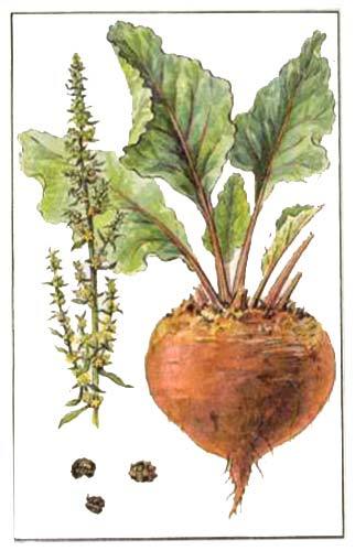Beta_vulgaris_3.jpg