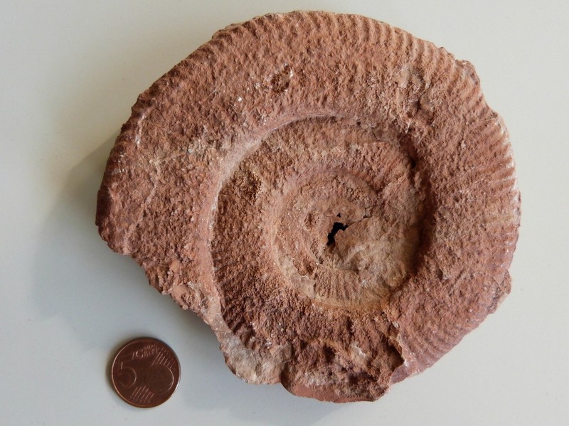 Lytoceras_1.jpg