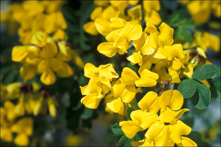Coronilla emeroides.jpeg