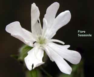 Silene_latifolia_2.jpg