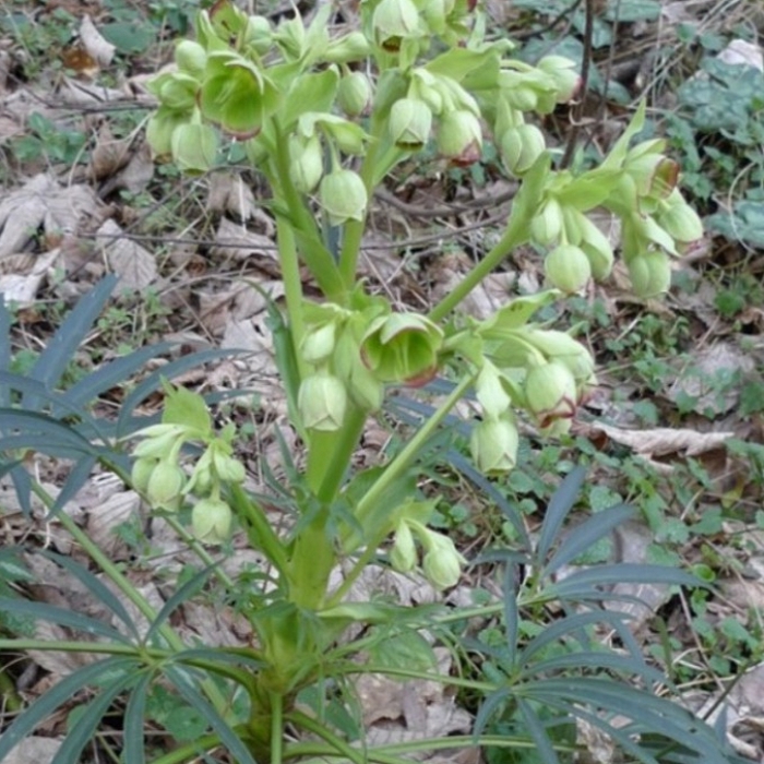 Helleborus_foetidus_2.jpg