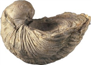 Gryphaea_incurva_2_resized_s.jpg