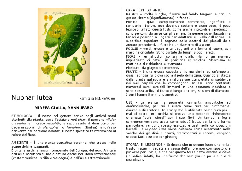 Nuphar_lutea.pdf