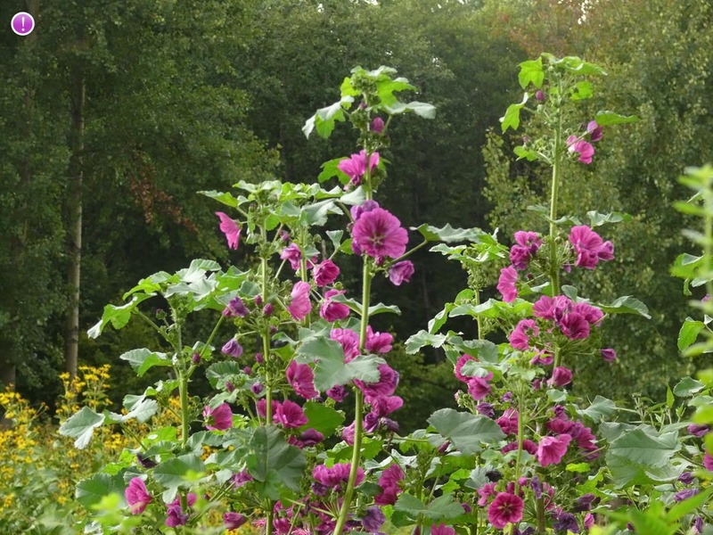 malva sylvestris.jpg