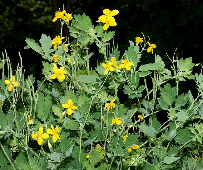 Chelidonium_majus_2.jpg