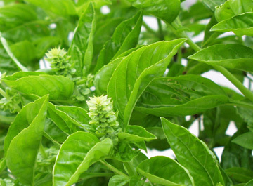 Ocimum_basilicum_3.jpg