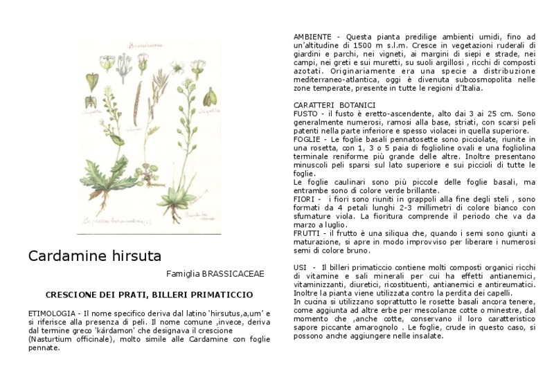 Cardamine_hirsuta.pdf