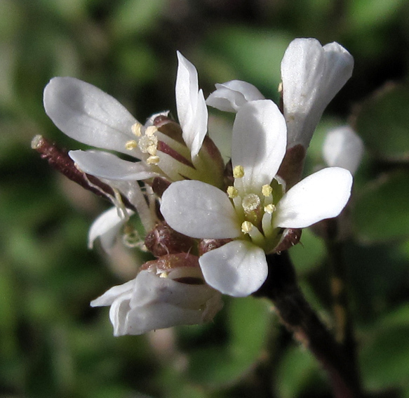 Cardamine_hirsuta_1.jpg