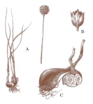 Allium_ascalonicum_2.jpg