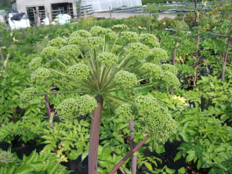 Angelica_archangelica_3.jpg