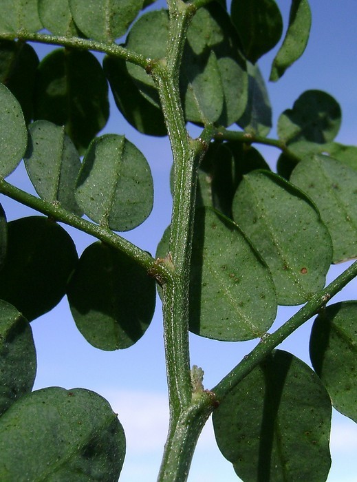 Coronilla emeroides 3.jpg