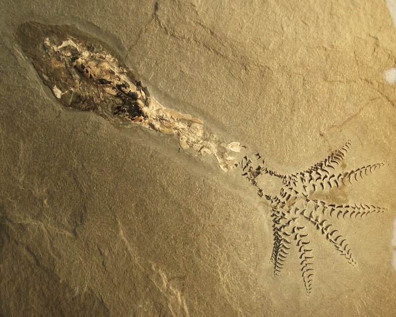Belemnite_4.jpg
