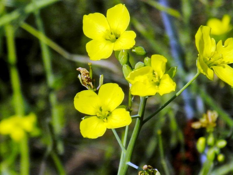Sysimbrium_officinale_3.jpg