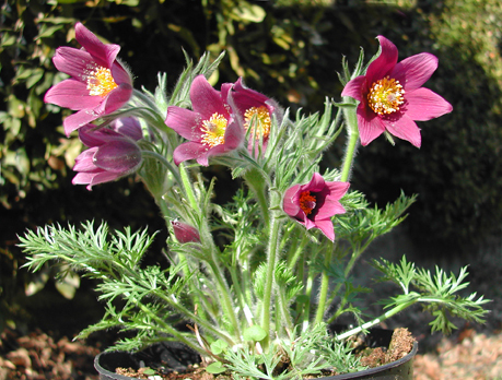 Pulsatilla_vulgaris_2.jpg
