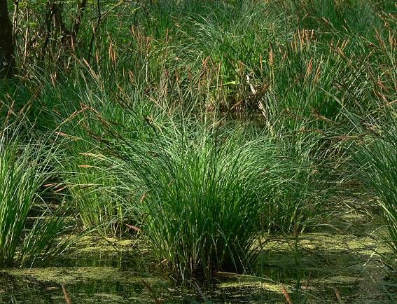 Carex_elata_3.jpg