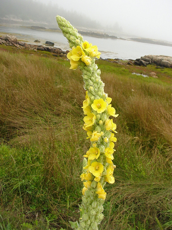 Verbascum_thapsus_3.jpg
