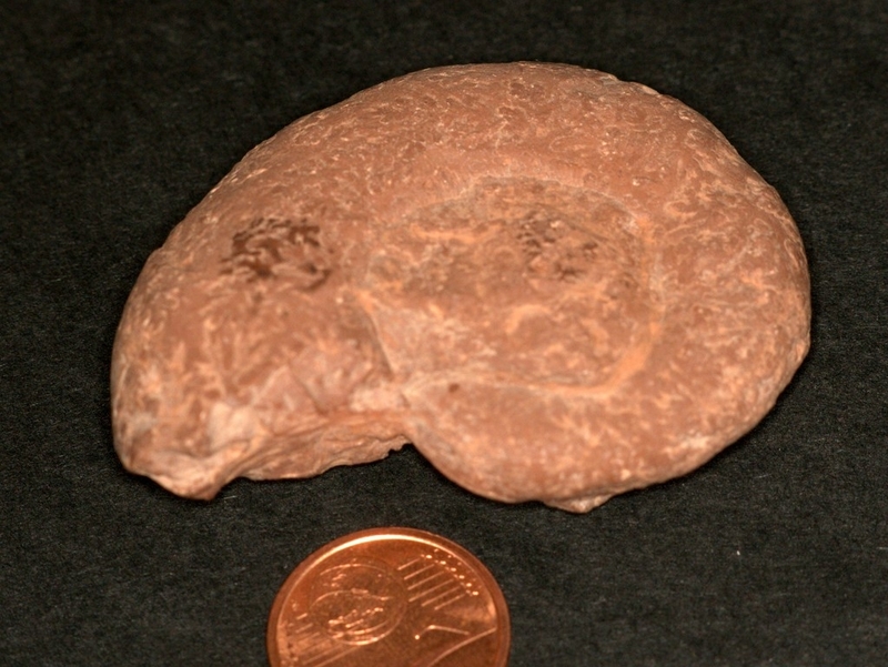 Harpoceras2.JPG