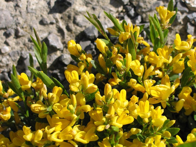 Genista januensis_1.jpG