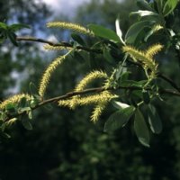 Salix_alba_1.jpg
