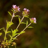 Thimus longicaulis 1.jpg