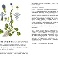 Globularia_vulgaris.pdf