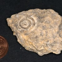 Tubulostium_spirulaeum.jpg