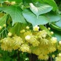 Tilia_platyphyllos_1.jpg