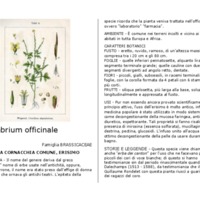 Sysimbrium_officinale.pdf