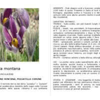 Pulsatilla_montana.pdf