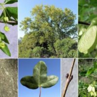 Acer_monspessulanum_1.jpg