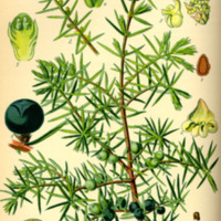 Juniperus_communis_1.jpg