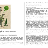 Eruca_sativa.pdf