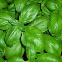 Ocimum_basilicum_2.jpg
