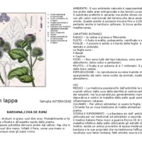 Arctium_lappa.pdf