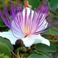 Capparis_spinosa_1.jpg